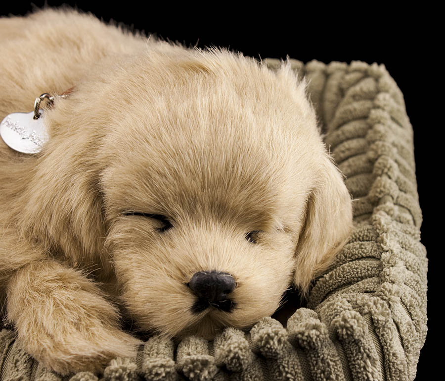 Perfect Petzzz schlafender Golden Retriever Hund Soft lebensecht